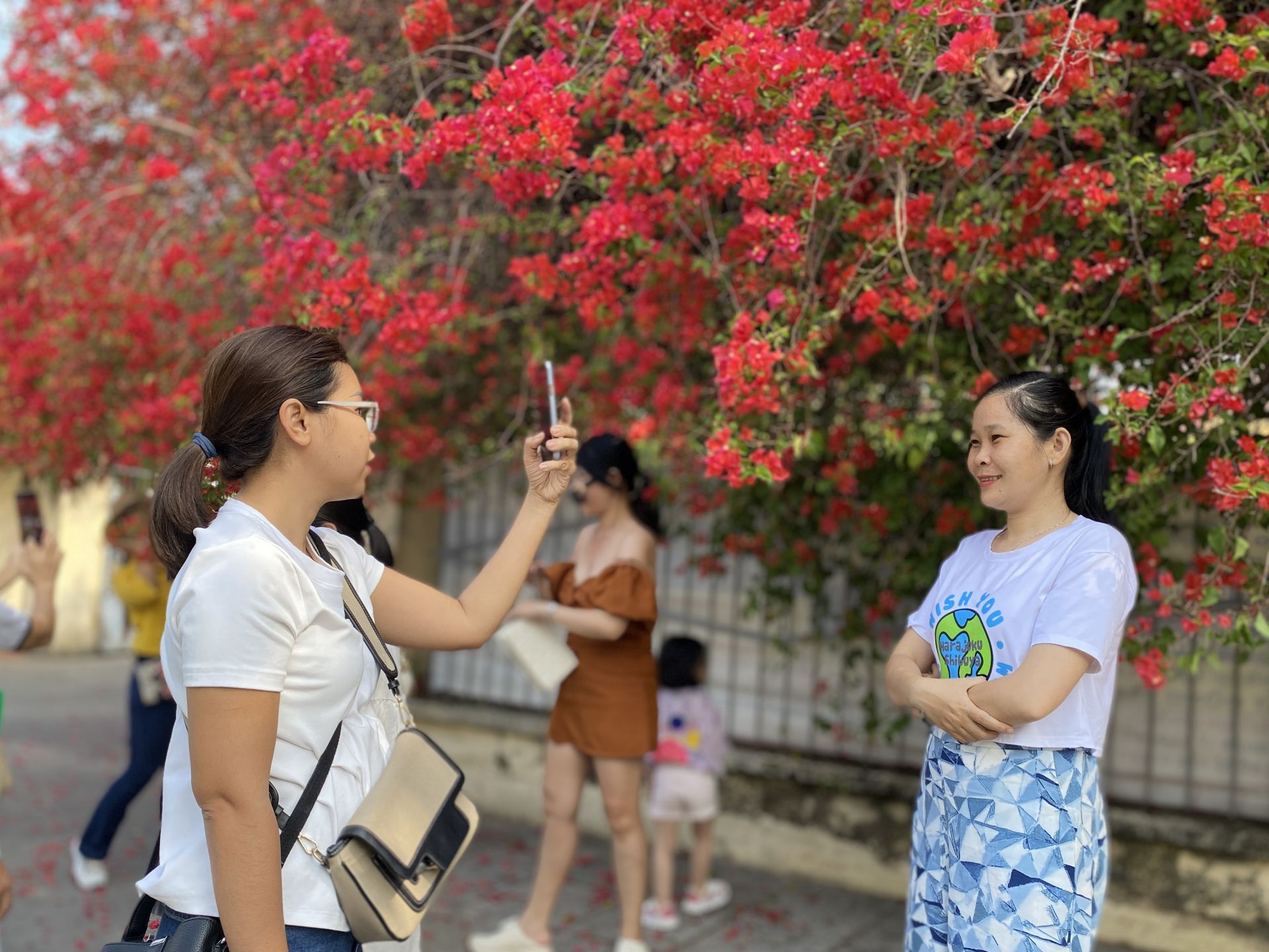 Một giàn hoa giấy tuôn bông đỏ không kịp cản đang xôn xao ở Tây Ninh, nhiều người đến chụp ảnh, ngắm say mê - Ảnh 9.