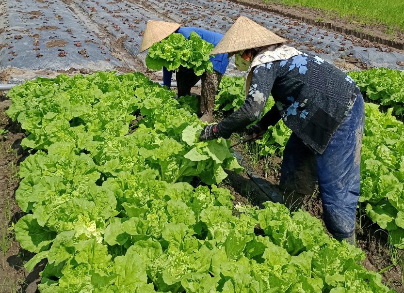 Rủ nhau trồng rau an toàn, nhóm nông dân ăn nên làm ra - Ảnh 3.