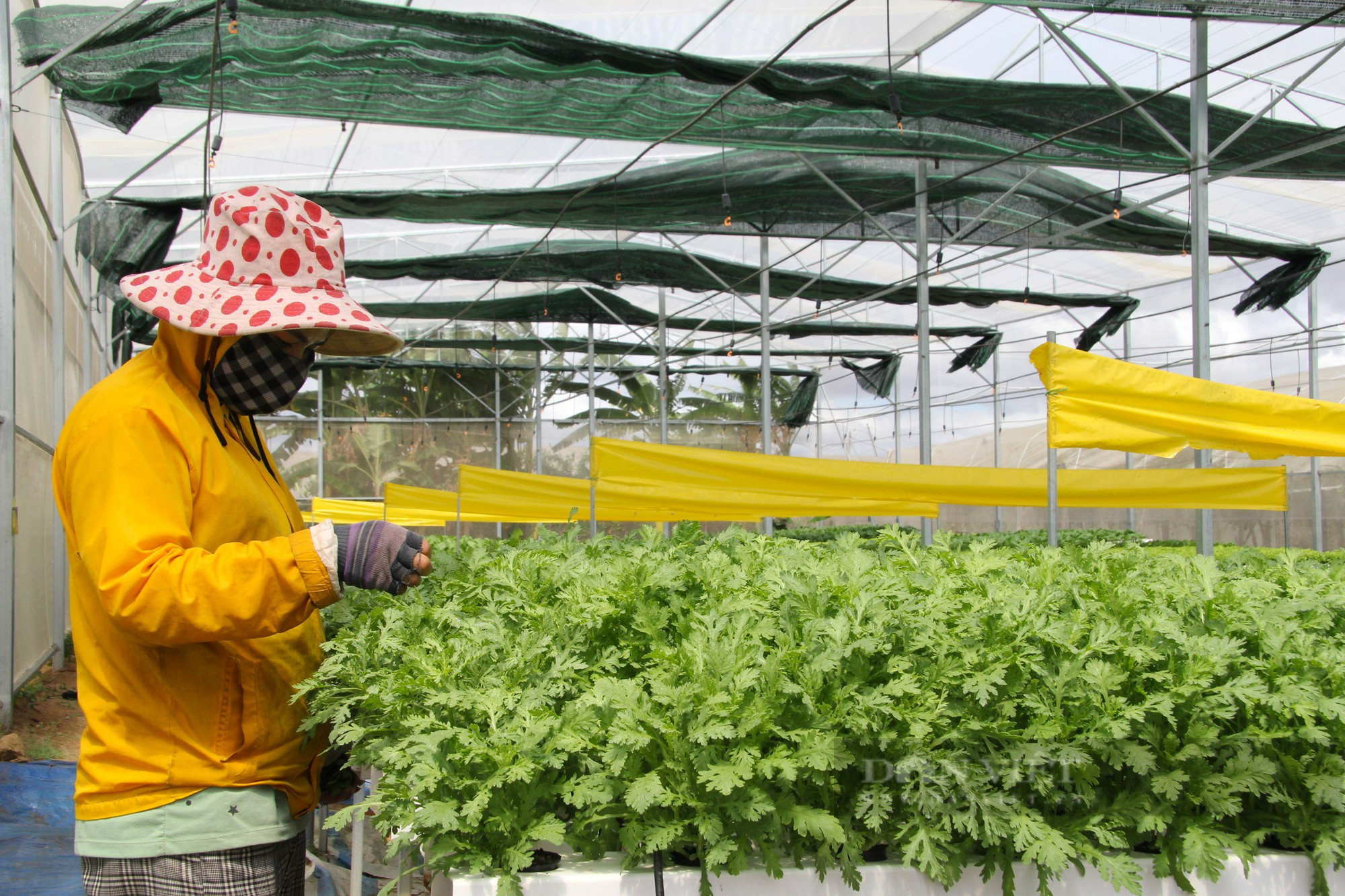 Anh nông dân kiếm chục triệu mỗi tháng từ 500 mét vuông trồng rau sạch ở Ninh Thuận - Ảnh 4.