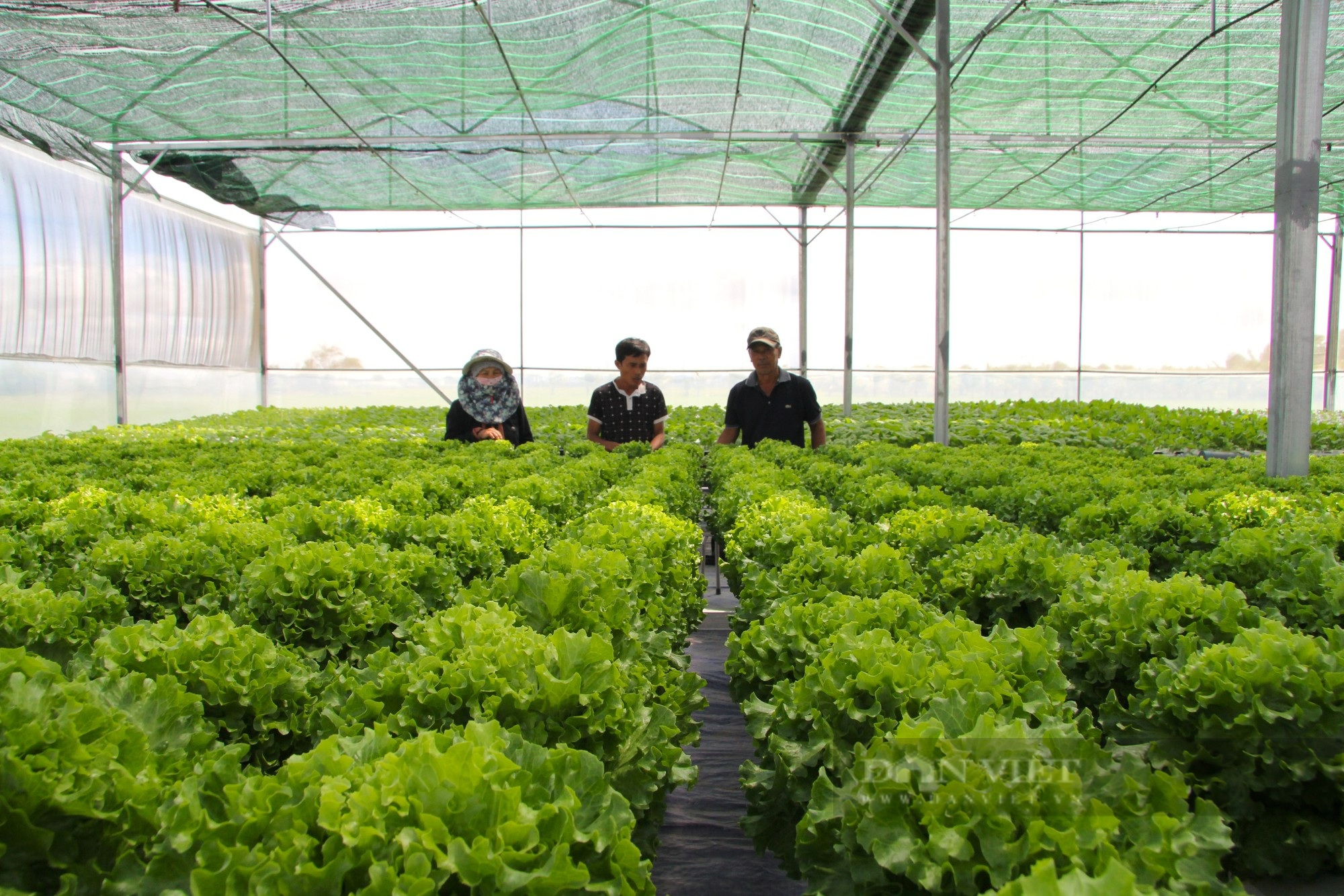 Anh nông dân kiếm chục triệu mỗi tháng từ 500 mét vuông trồng rau sạch ở Ninh Thuận - Ảnh 10.