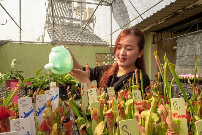 Raising carnivorous plants on the terrace, the 9X girl earns nearly 20 million VND/month - Photo 4.