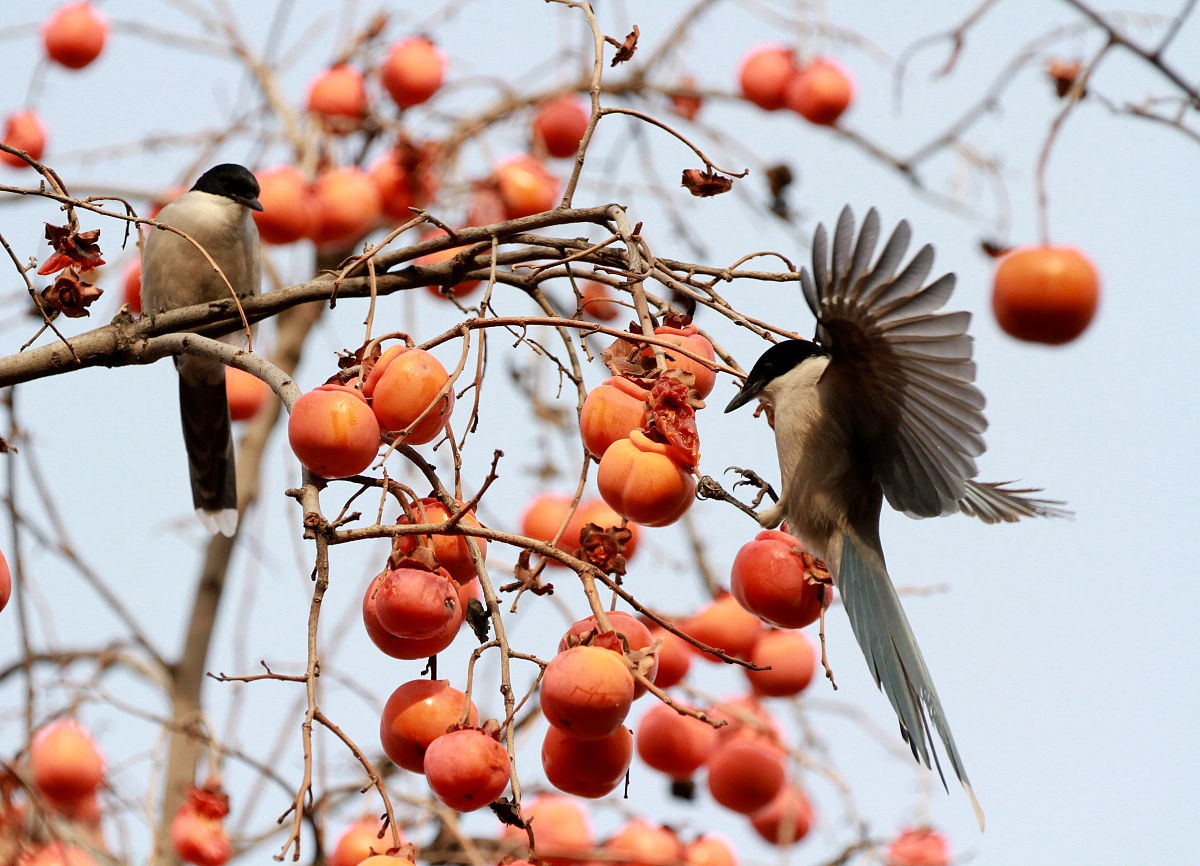 Người xưa nói: &quot;Trồng năm cây cảnh này trước sân, con cháu giàu có trăm đời&quot;  - Ảnh 5.