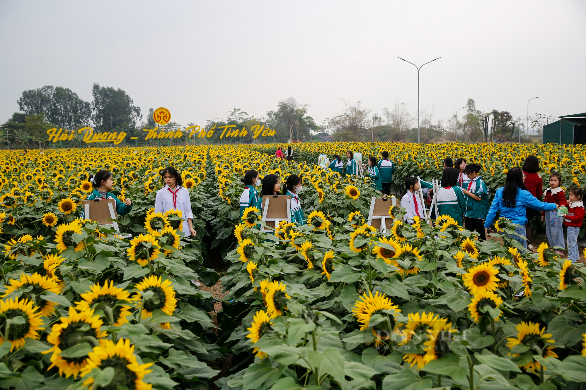 Hàng vạn bông hoa hướng dương bung nở giữa trung tâm thành phố Hải Dương - Ảnh 2.