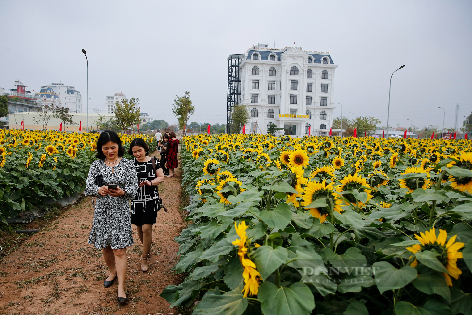 Hàng vạn bông hoa hướng dương bung nở giữa trung tâm thành phố Hải Dương - Ảnh 6.
