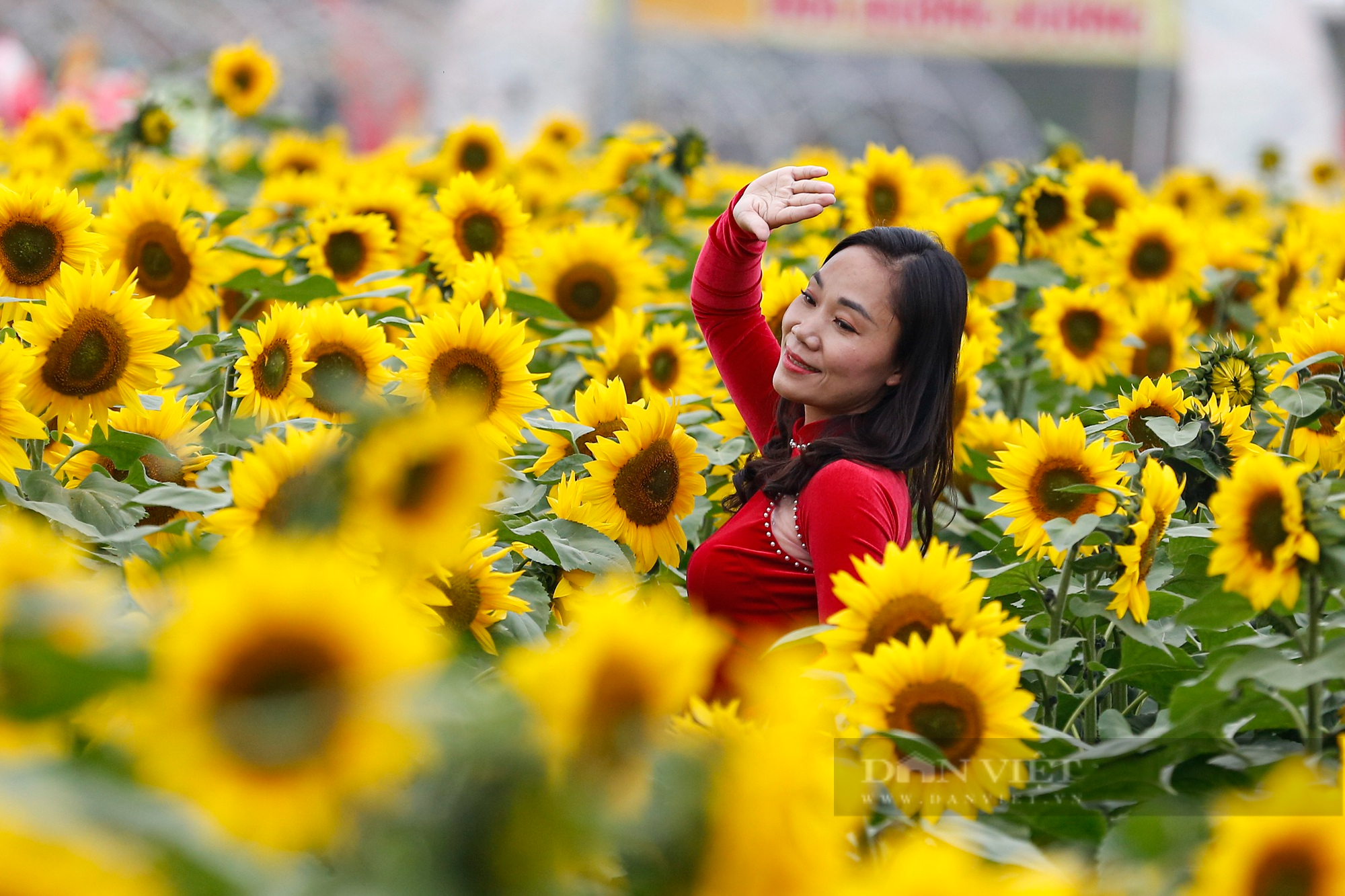 Hàng vạn bông hoa hướng dương bung nở giữa trung tâm thành phố Hải Dương - Ảnh 9.