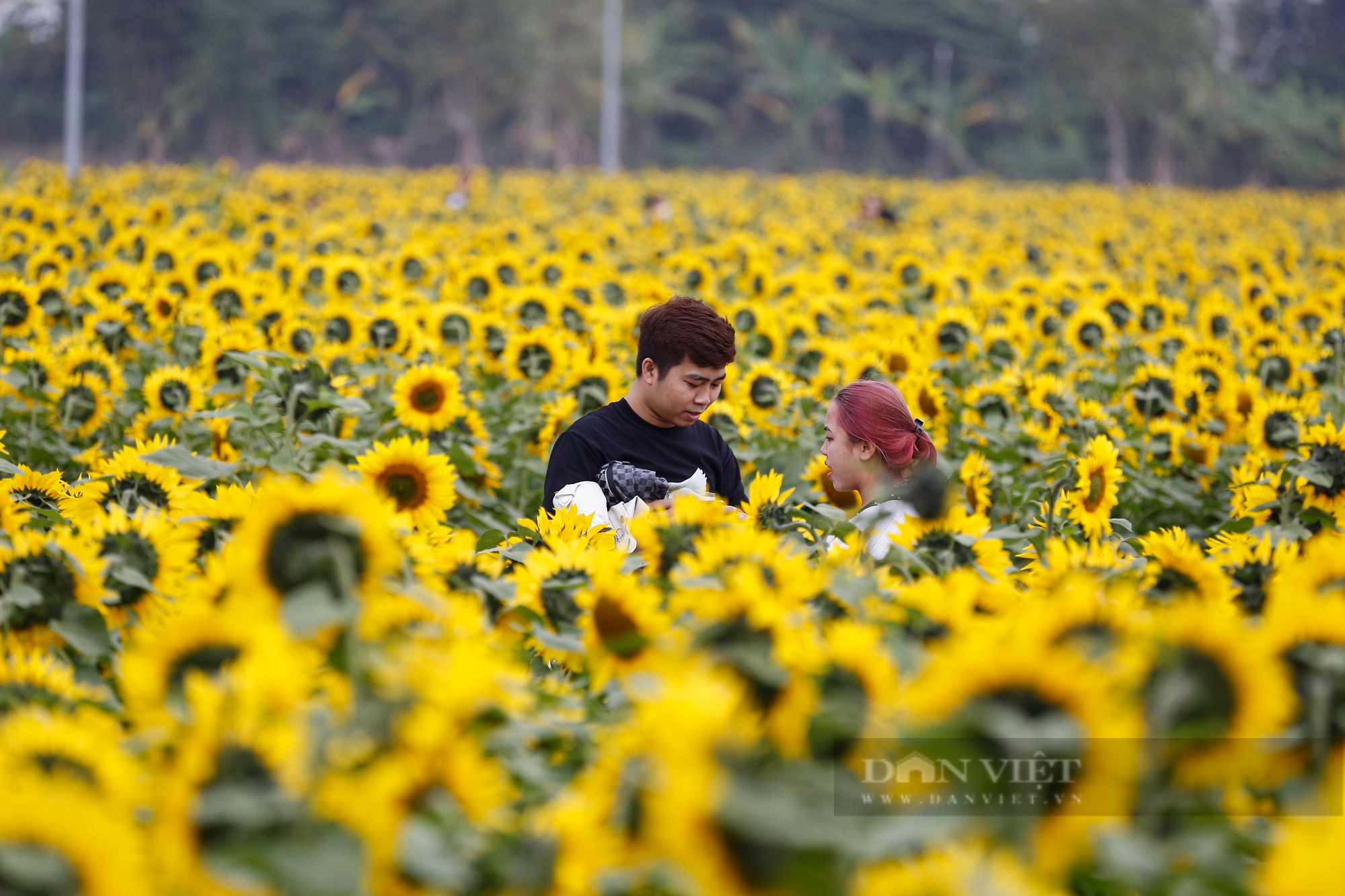 Hàng vạn bông hoa hướng dương bung nở giữa trung tâm thành phố Hải Dương - Ảnh 10.