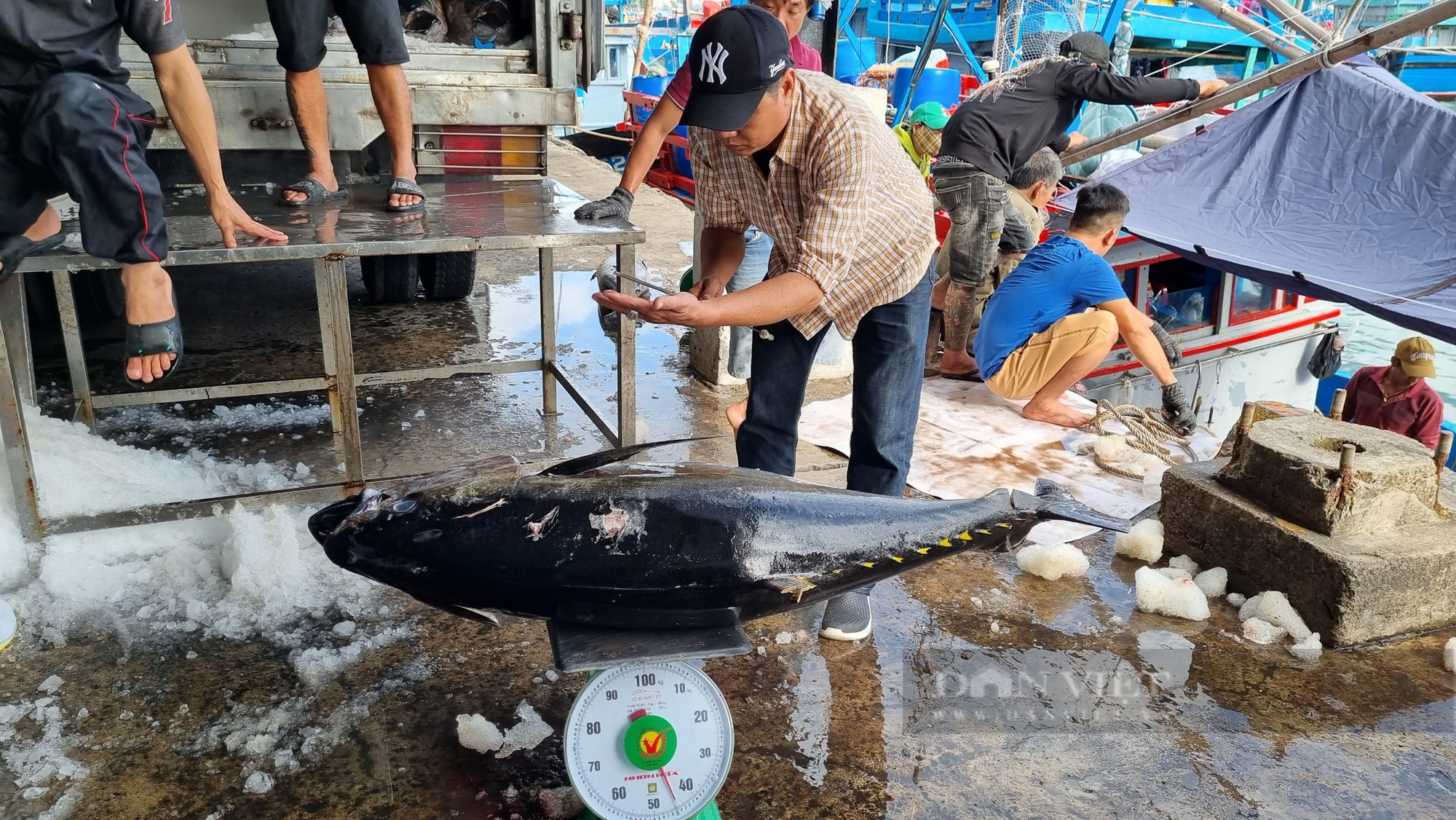 Sau Tết, nhiều tàu cá cập bến ở Khánh Hòa mang theo cá ngừ đại dương loại to - Ảnh 4.