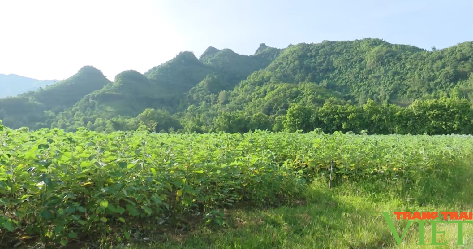 Gai xanh, cây trồng mới tiềm năng tại huyện vùng cao Sơn La - Ảnh 1.
