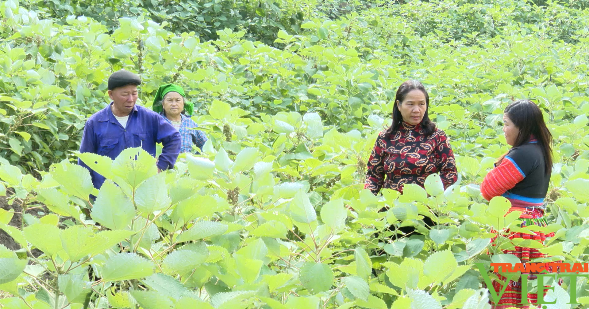 Gai xanh, cây trồng mới tiềm năng tại huyện vùng cao Sơn La - Ảnh 2.