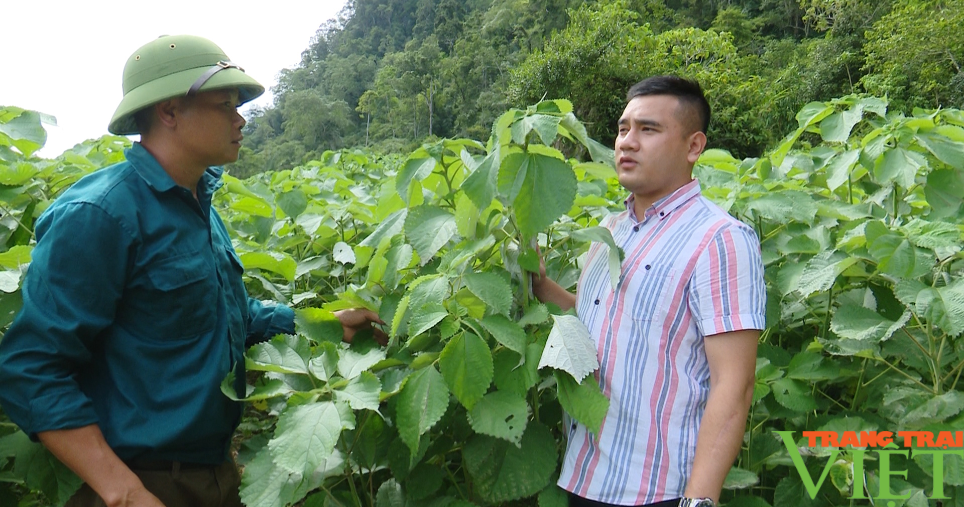 Gai xanh, cây trồng mới tiềm năng tại huyện vùng cao Sơn La - Ảnh 3.