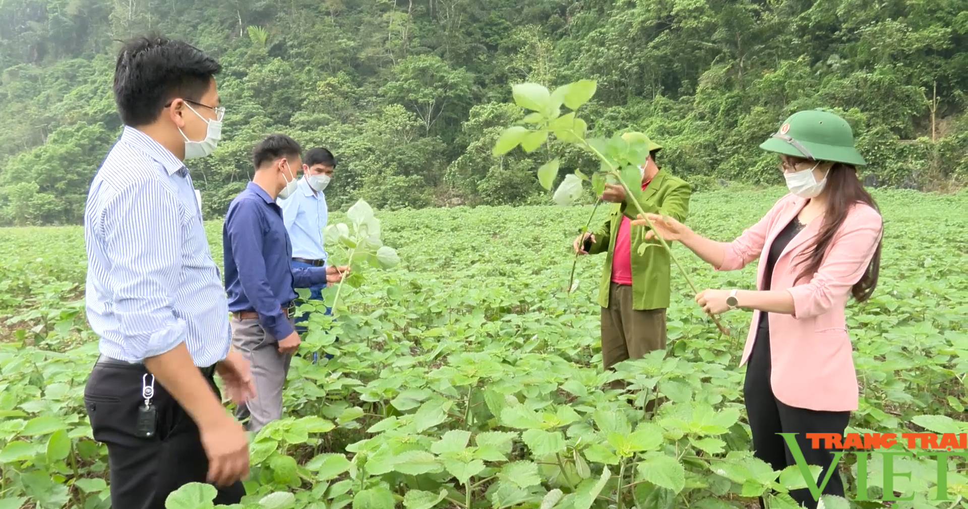 Gai xanh, cây trồng mới tiềm năng tại huyện vùng cao Sơn La - Ảnh 5.