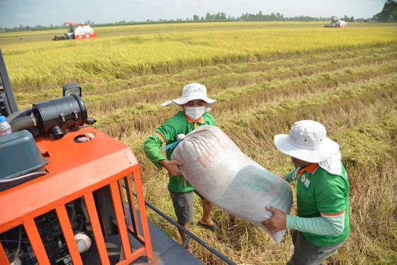 ĐBSCL: Thị trường lúa gạo, trái cây sôi động - Ảnh 1.