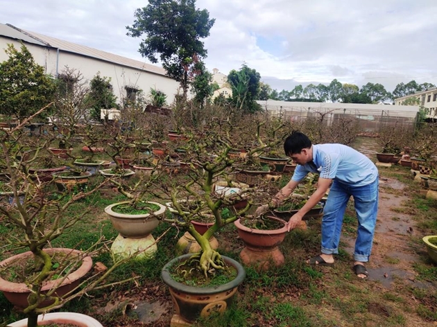 Trồng mai vàng, nhận ký gửi chăm sóc mai vàng sau Tết, một nông dân Đắk Lắk phát tài - Ảnh 1.