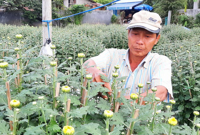 Cả làng ở Bình Định phất lên lên nhờ dịp Tết vừa qua trồng loài hoa này bán giá hời, thu tiền tỷ - Ảnh 1.