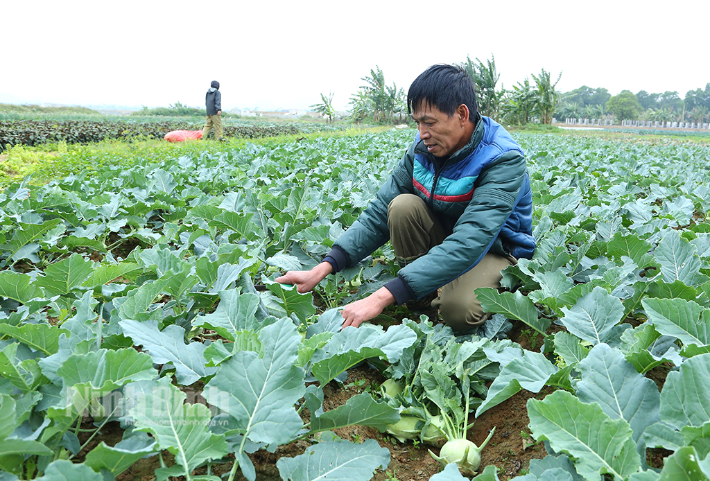 Nông dân Ninh Bình trúng đậm vụ rau bán tết vừa qua - Ảnh 4.