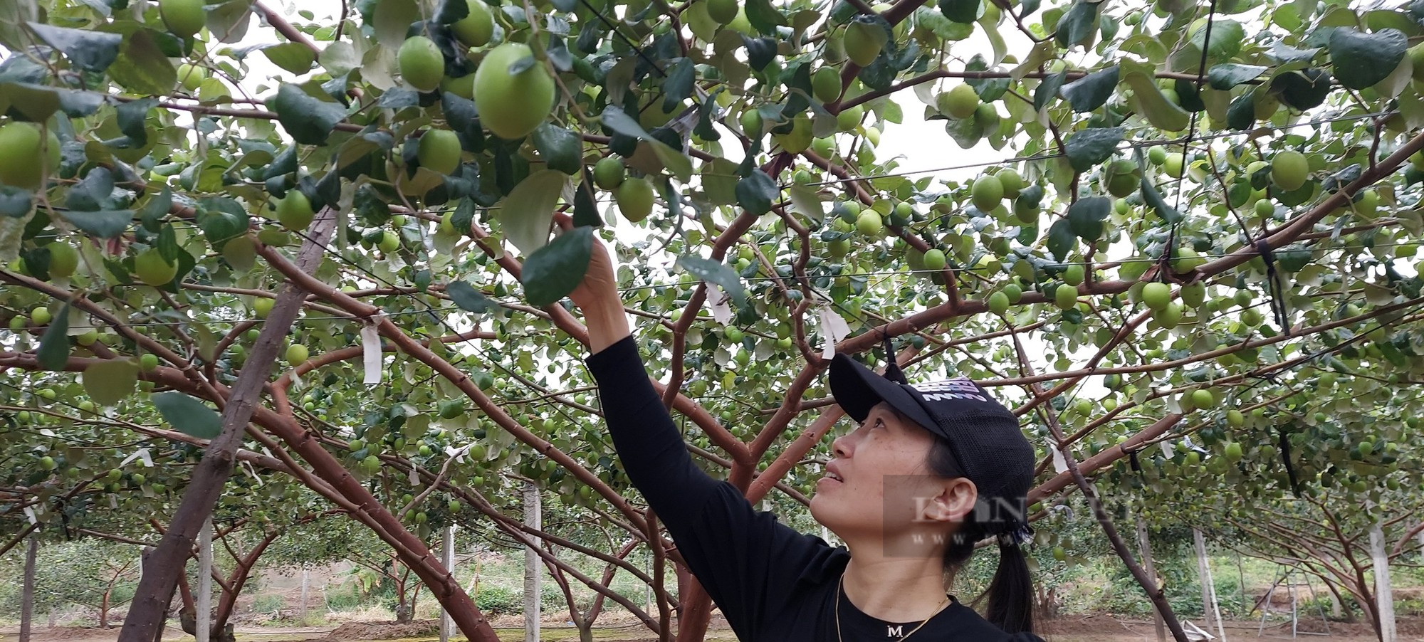 Trồng táo gì nhìn to như quả trứng, ăn ngọt lịm, nông dân Hải Phòng kiếm hàng trăm triệu mỗi năm - Ảnh 2.