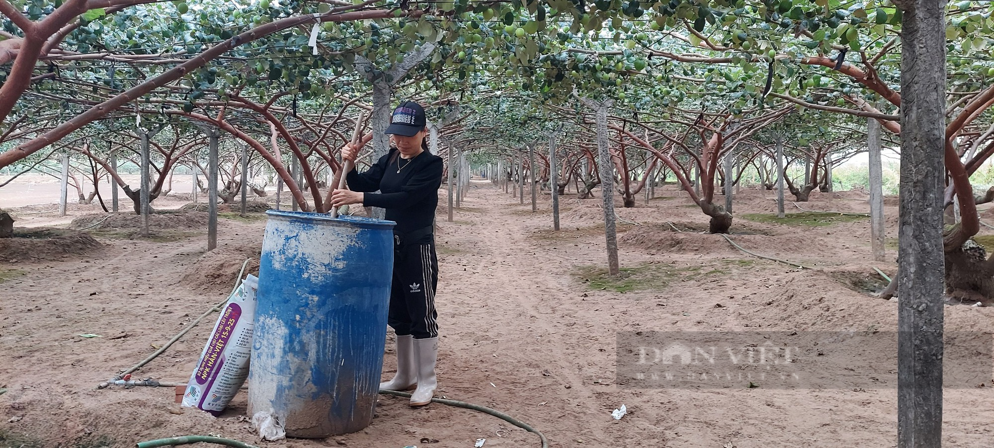 Trồng táo gì nhìn to như quả trứng, ăn ngọt lịm, nông dân Hải Phòng kiếm hàng trăm triệu mỗi năm - Ảnh 5.