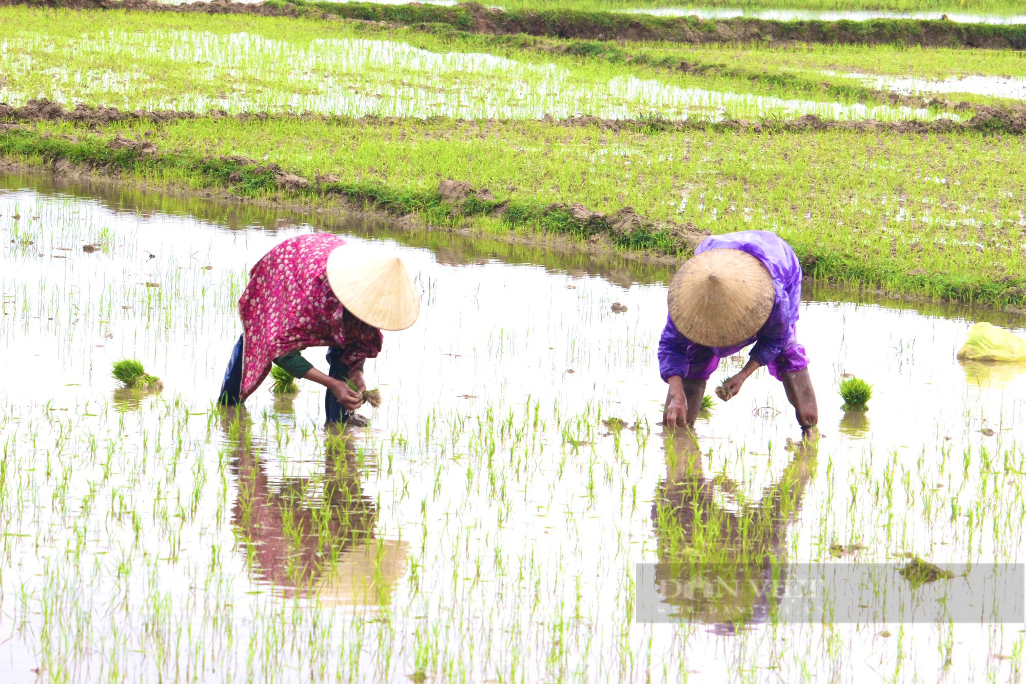 Nông dân Quảng Bình mặc áo mưa đi cấy lúa giữa mùa Xuân giá lạnh - Ảnh 1.