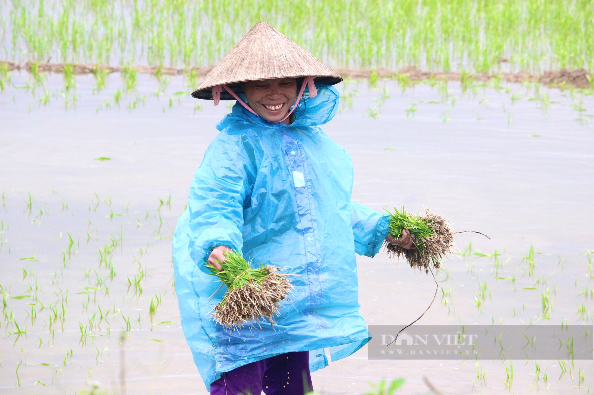 Nông dân Quảng Bình mặc áo mưa đi cấy lúa giữa mùa Xuân giá lạnh - Ảnh 2.