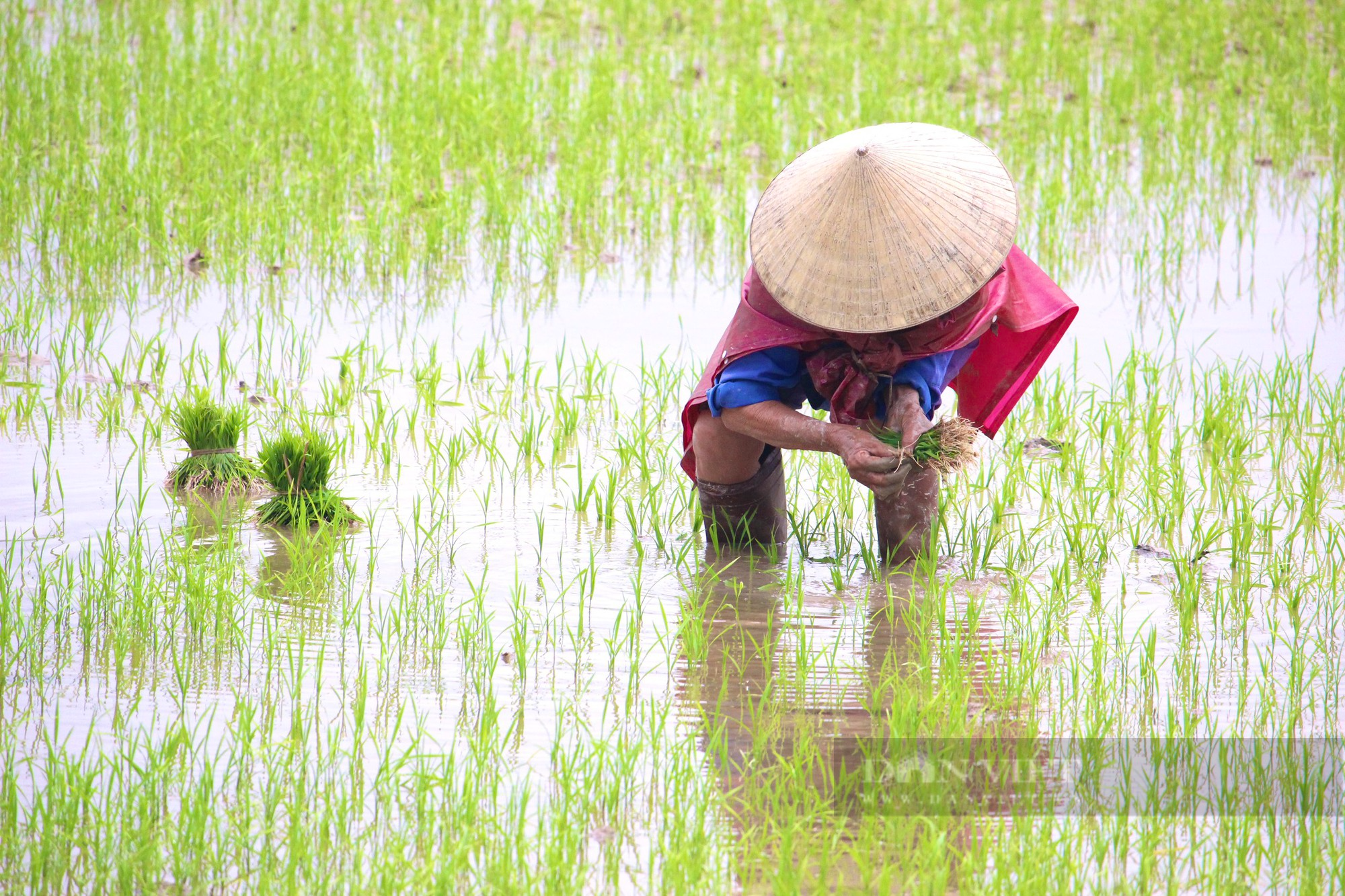 Nông dân Quảng Bình mặc áo mưa đi cấy lúa giữa mùa Xuân giá lạnh - Ảnh 3.