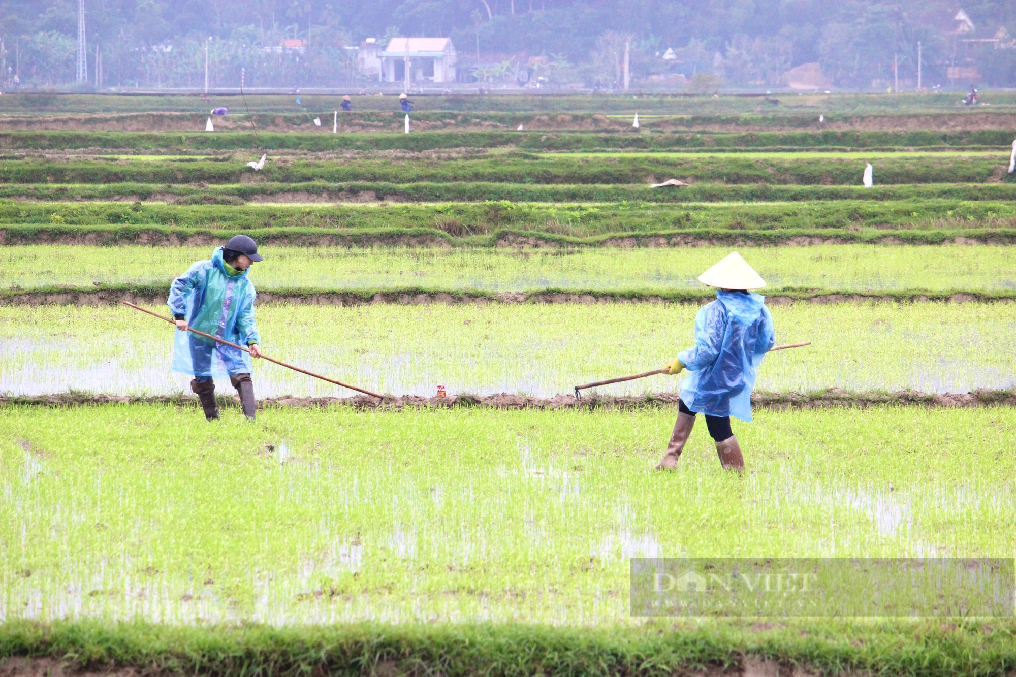 Nông dân Quảng Bình mặc áo mưa đi cấy lúa giữa mùa Xuân giá lạnh - Ảnh 4.