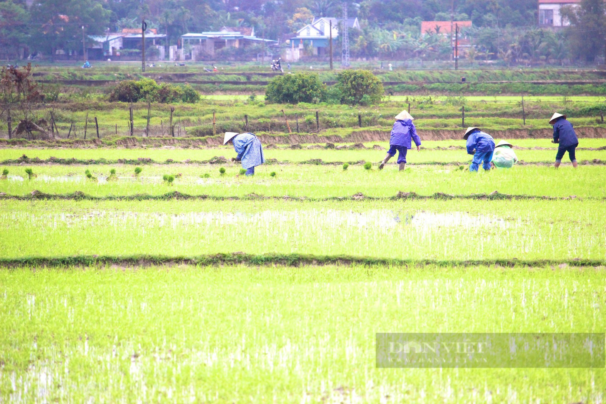 Nông dân Quảng Bình mặc áo mưa đi cấy lúa giữa mùa Xuân giá lạnh - Ảnh 5.