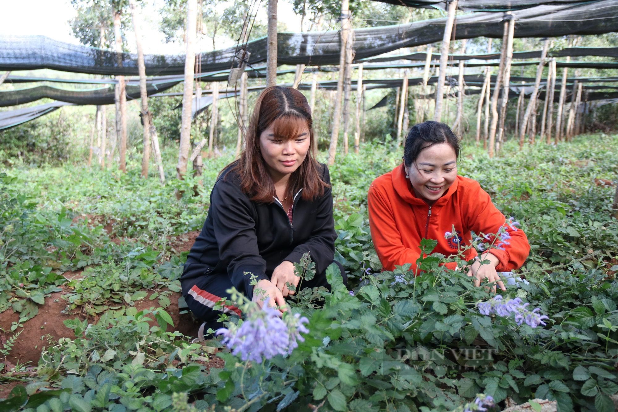 Rời "bục giảng", nữ 8x ở Gia Lai về trồng dược liệu, bỏ túi trăm triệu mỗi năm - Ảnh 1.