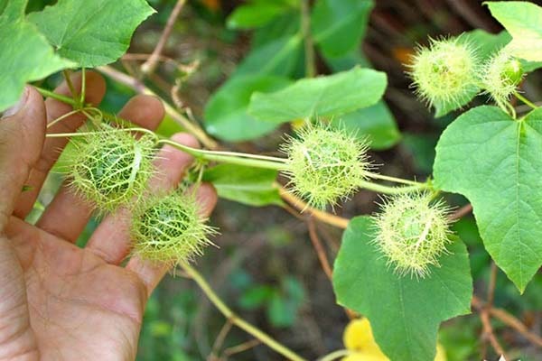 Loại cây dại trồng đầy hàng rào, tưởng không ăn được, ngờ đâu vừa là đặc sản vừa là vị thuốc Đông Y quý - Ảnh 2.