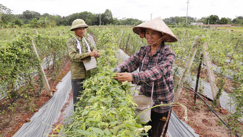 Loài sâm núi Dành tốt như nhân sâm Hàn Quốc - Ảnh 3.