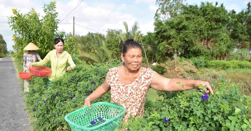 Tuyến đường hoa nông thôn mới ở Trà Vinh trồng loài hoa này vừa đẹp như phim lại hái bán ra tiền