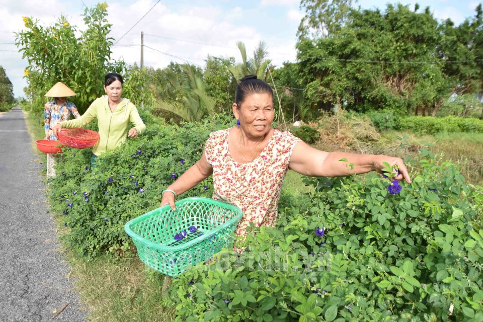 Tuyến đường hoa nông thôn mới ở Trà Vinh trồng loài hoa này vừa đẹp như phim lại hái bán ra tiền - Ảnh 1.