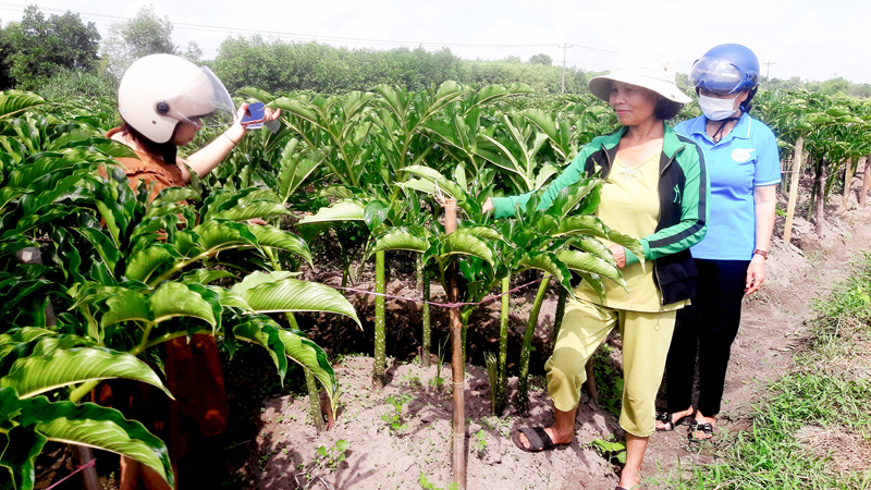 Cây nưa là cây gì mà nông dân nơi này của Quảng Trị cứ trồng là bán có lời? - Ảnh 1.