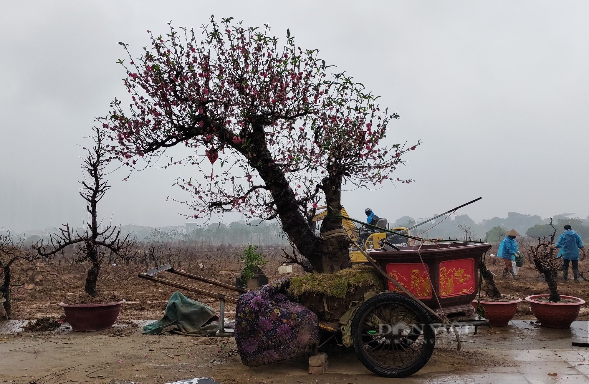 Hà Nội: Người trồng đào dầm mưa phục hồi đào sau Tết - Ảnh 1.