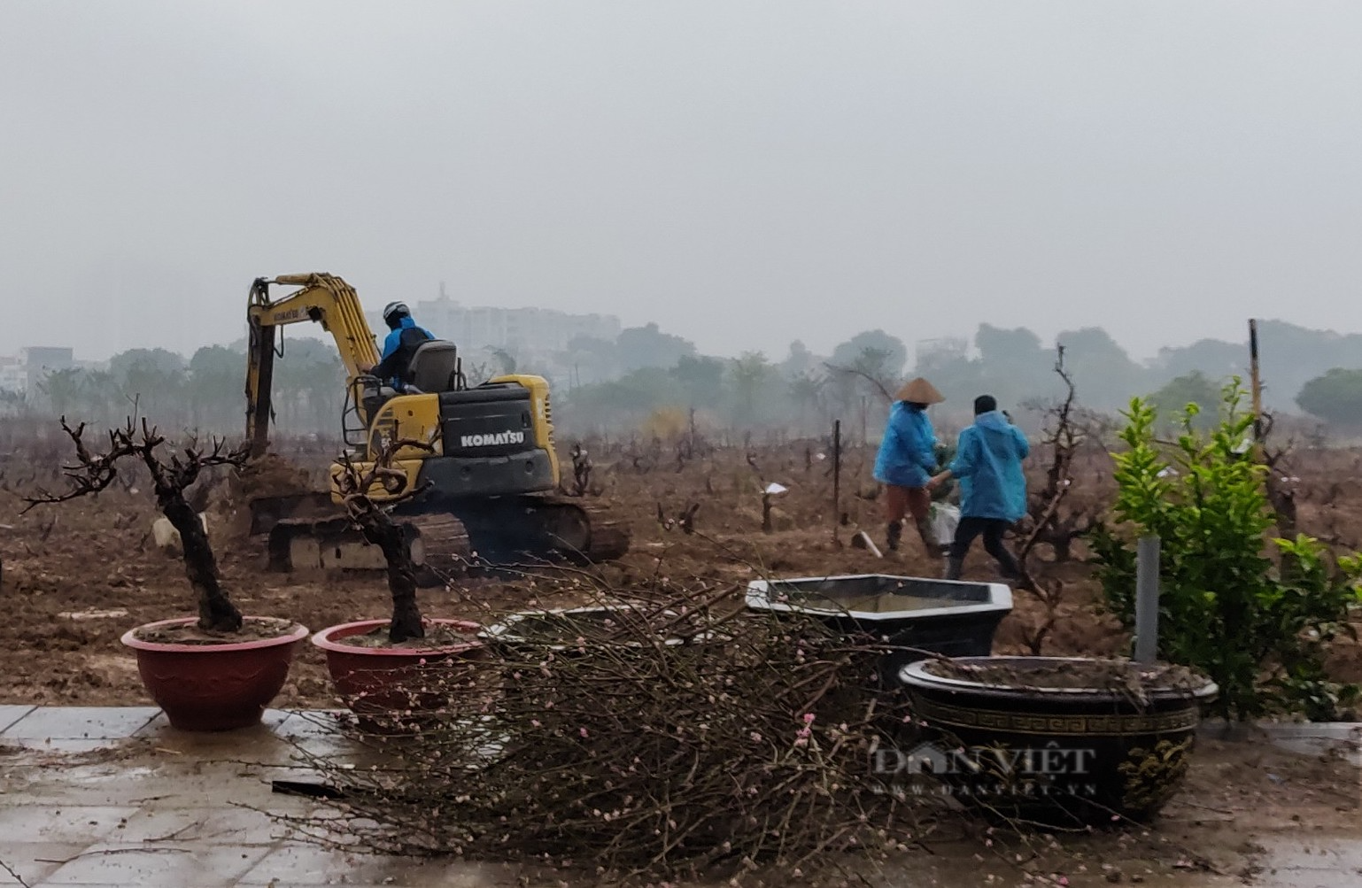 Hà Nội: Người trồng đào dầm mưa phục hồi đào sau Tết - Ảnh 2.