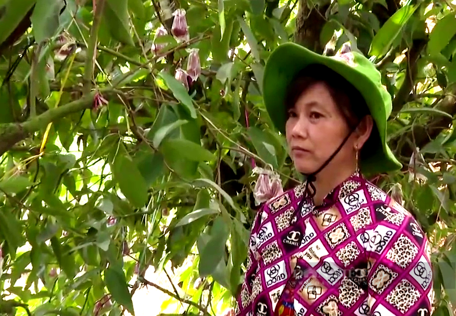 Trồng cây đặc sản mau ăn, mắn đẻ, chị nông dân Tiền Giang tưởng liều hóa ra sống khỏe - Ảnh 4.