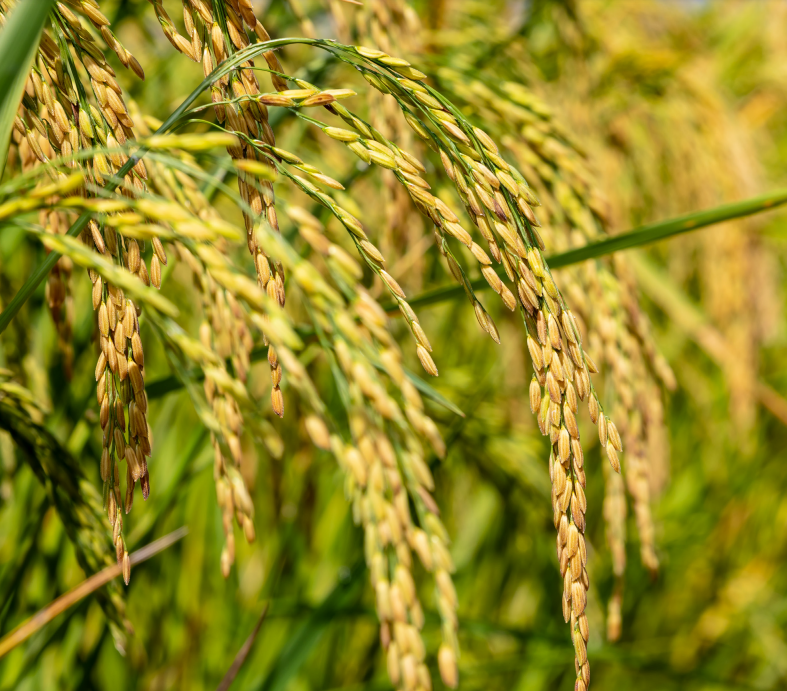 Giá gạo Ấn Độ tăng lên mức cao nhất, gạo Việt Nam cũng bứt tốc - Ảnh 1.