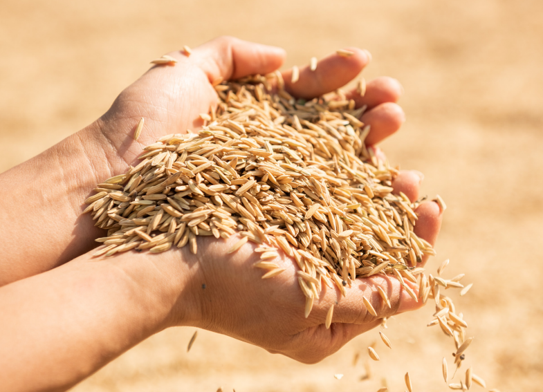 Giá gạo Ấn Độ tăng lên mức cao nhất, gạo Việt Nam cũng bứt tốc - Ảnh 2.