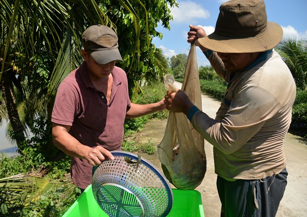 Cho 2 loài cá sản vật của sông Tiền, sông Hậu ở chung ao, một nông dân Đồng Tháp bất ngờ phát tài - Ảnh 7.