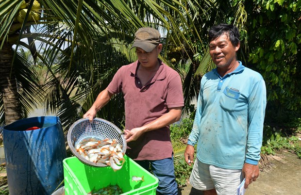 Cho 2 loài cá sản vật của sông Tiền, sông Hậu ở chung ao, một nông dân Đồng Tháp bất ngờ phát tài - Ảnh 3.