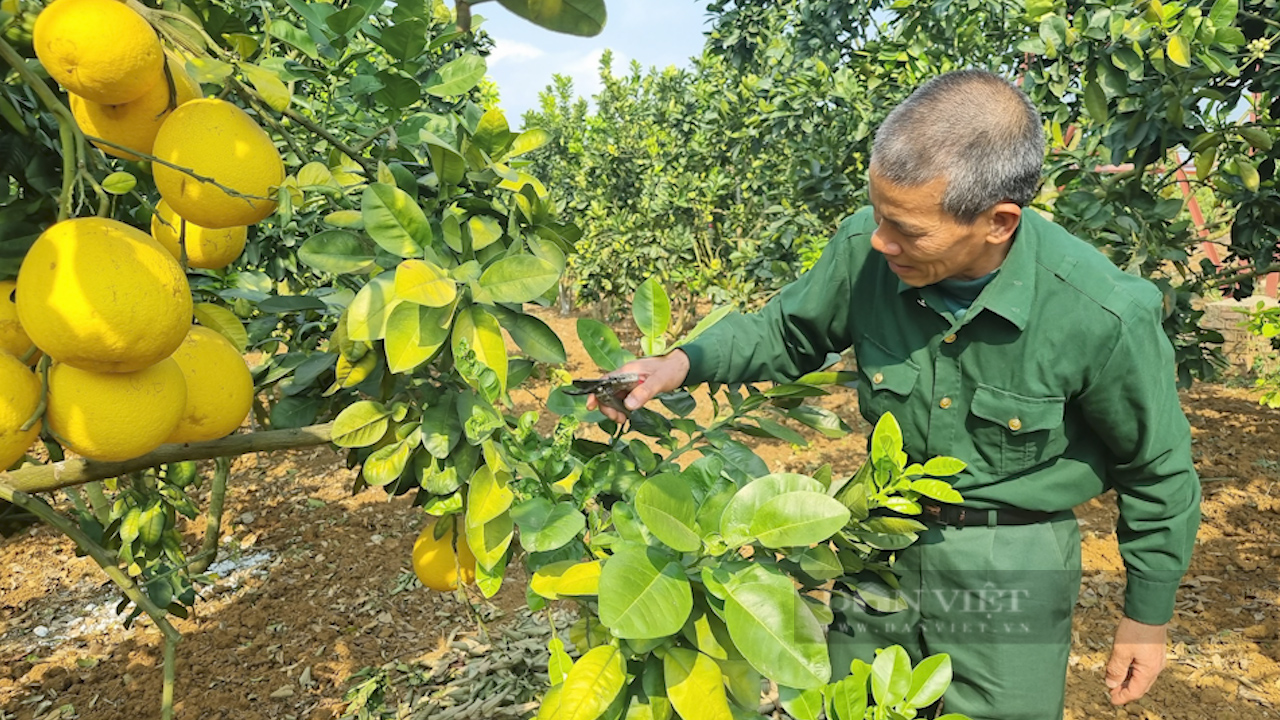 Lão nông vùng cao &quot;đổi đời&quot; nhờ trồng bưởi Diễn - Ảnh 5.