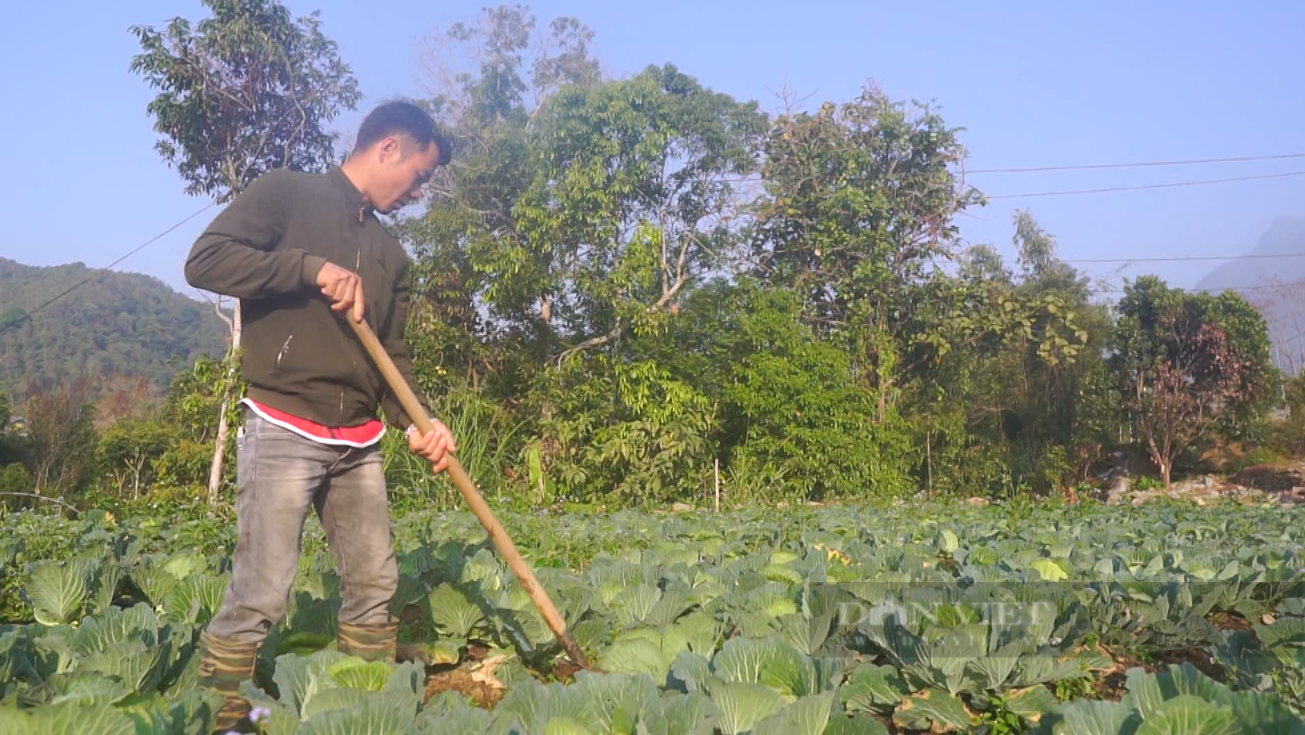 Giá rau tăng sau tết cổ truyền, nông dân ở Lai Châu phấn khởi - Ảnh 5.