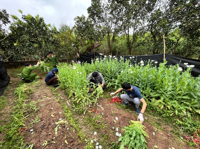 Tạm giữ hình sự người đàn ông trồng hơn 2.000 cây thuốc phiện trong vườn nhà - Ảnh 1.