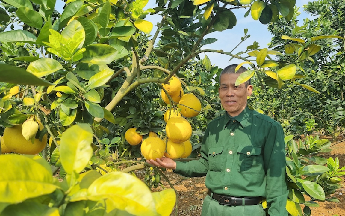 Nông dân này ở Sơn La "đổi đời" nhờ trồng loại quả đặc sản Hà Nội