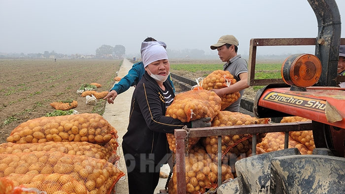 Một loại cây đã được nông dân thôn An Lại của tỉnh Hải Dương coi là &quot;cây vàng&quot;, đó là cây gì?  - Ảnh 2.