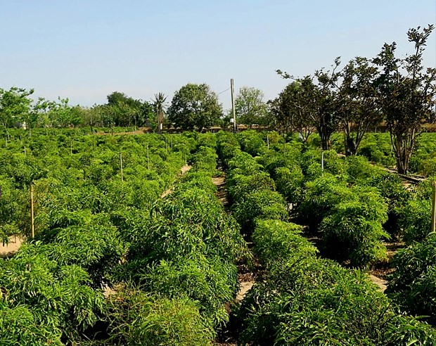 Ninh Thuận: Cây chuối cô đơn, cây đinh lăng nằm trong danh sách 25 cây dược liệu quý, đặc hữu - Ảnh 1.