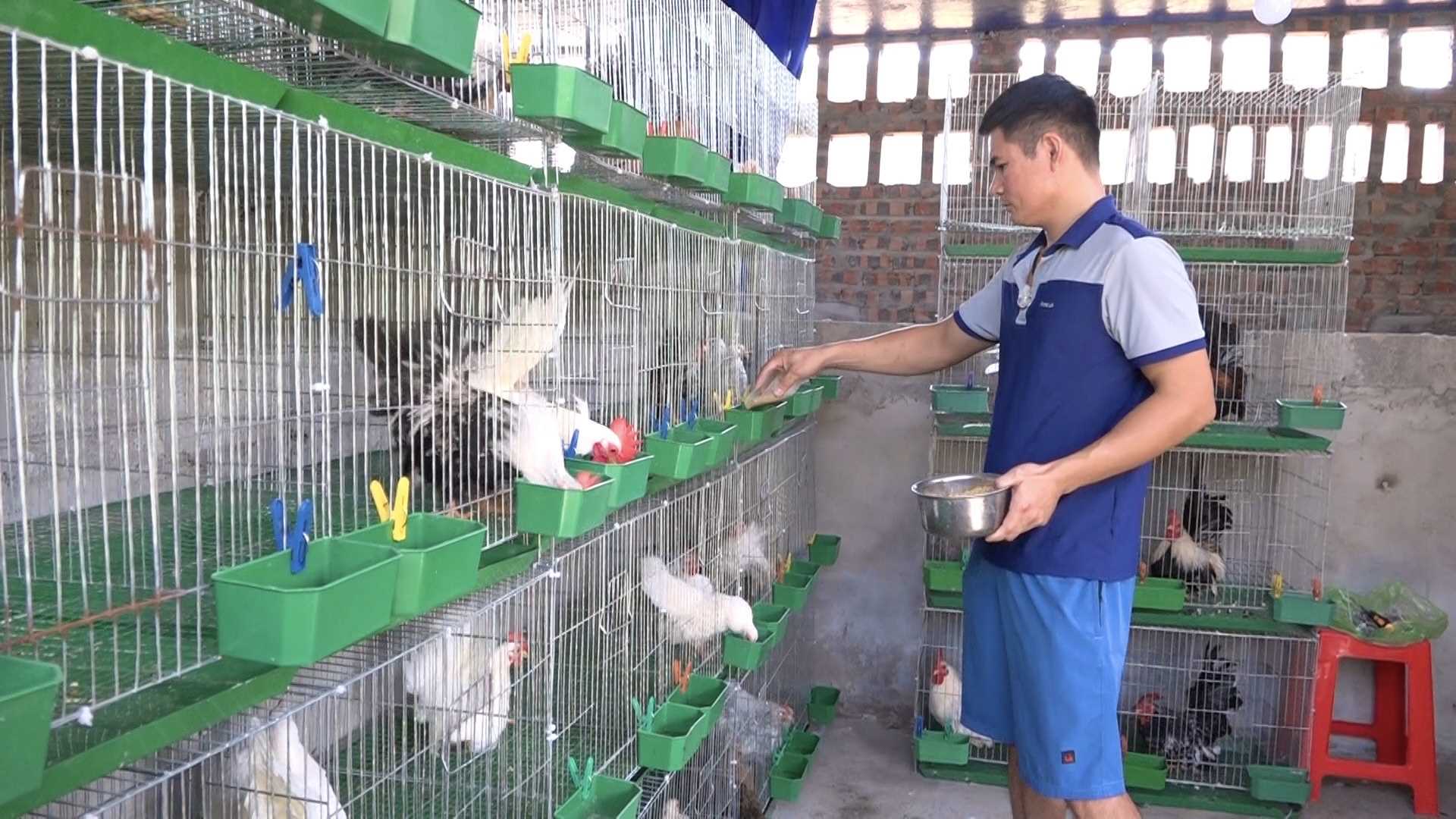 Nuôi thứ gà be bé xuất xứ Thái Lan, anh nông dân Quảng Ninh cứ bán một cặp bỏ túi 300.000-450.000 đồng - Ảnh 1.