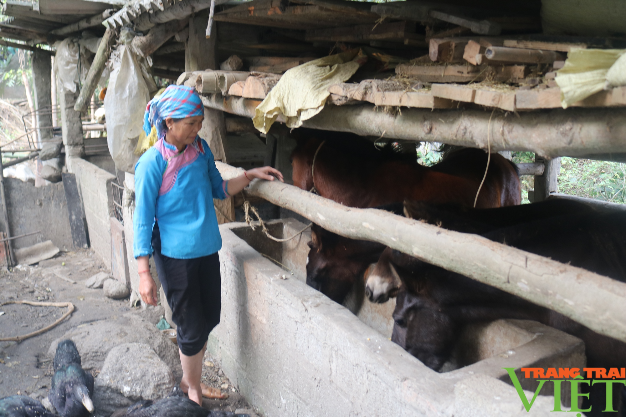 Nông dân vùng cao Lào Cai nhân rộng các mô hình kinh tế - Ảnh 2. Nông dân vùng cao Lào Cai nhân rộng các mô hình kinh tế - Ảnh 2.