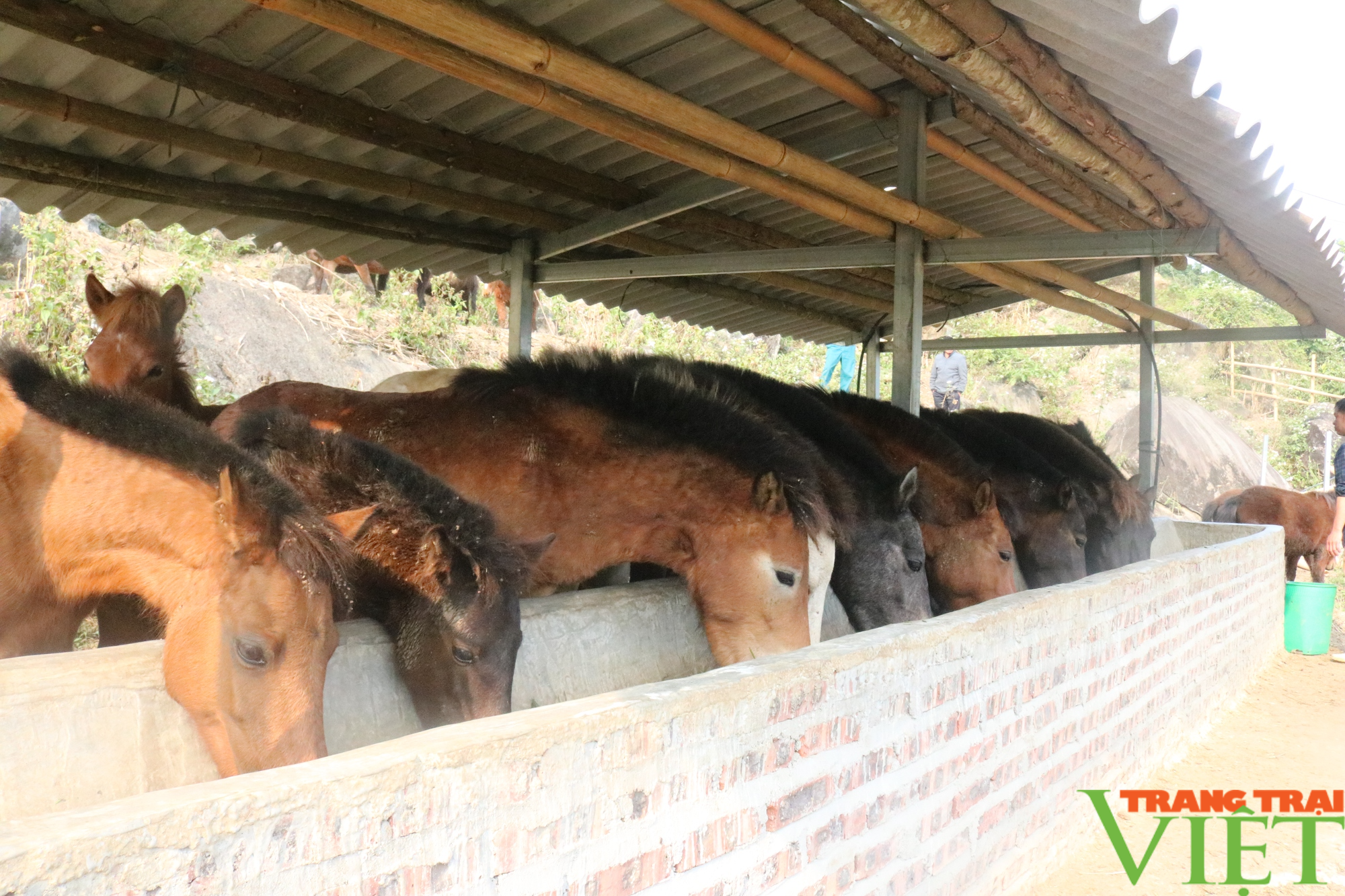 Nông dân vùng cao Lào Cai nhân rộng các mô hình kinh tế - Ảnh 4. Nông dân vùng cao Lào Cai nhân rộng các mô hình kinh tế - Ảnh 4.