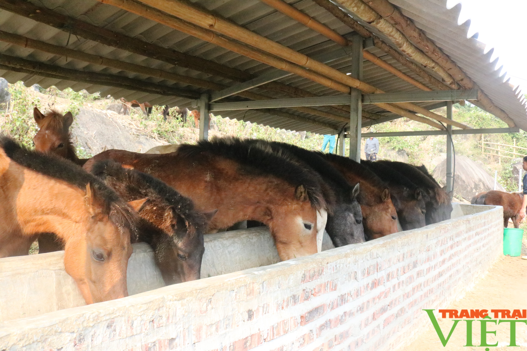 Nông dân vùng cao Lào Cai nhân rộng các mô hình kinh tế - Ảnh 4.