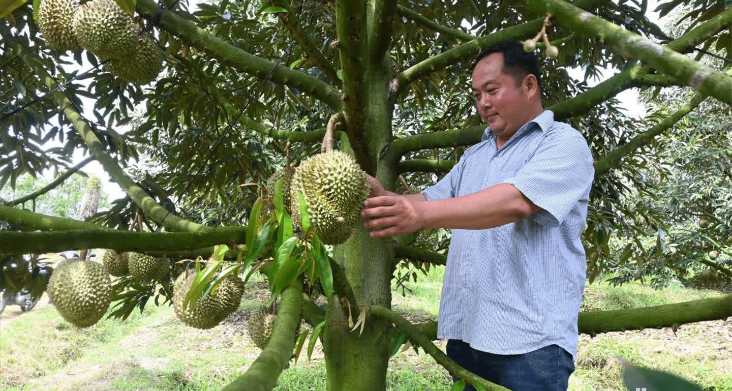 Một loại quả của Việt Nam  - Ảnh 1.